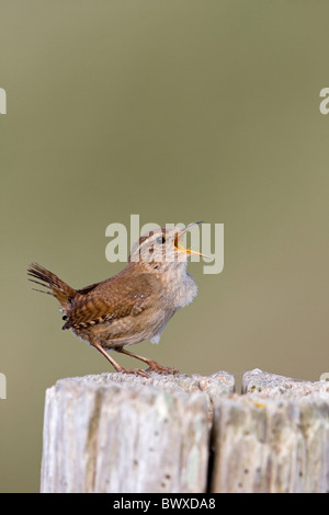 Troglodyte mignon (Troglodytes troglodytes) mâle adulte, chant, perché sur post, Suffolk, Angleterre, mai Banque D'Images