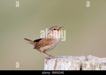 Troglodyte mignon (Troglodytes troglodytes) mâle adulte, chant, perché sur post, Suffolk, Angleterre, mai Banque D'Images