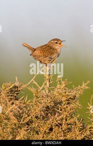 Troglodyte mignon (Troglodytes troglodytes) adulte, chant, perché sur l'ajonc, la réserve RSPB Minsmere, Suffolk, Angleterre, mai Banque D'Images