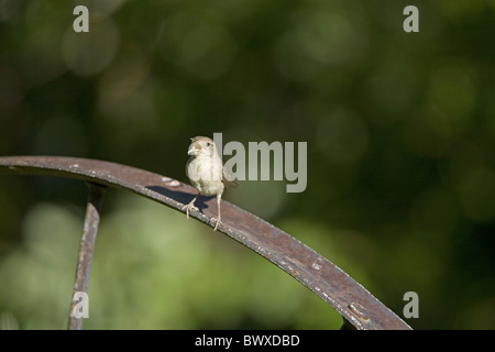 Troglodyte familier (Troglodytes aedon) adulte, chant, perché sur roue dans jardin, Dakota du Nord, États-Unis d'Amérique Banque D'Images