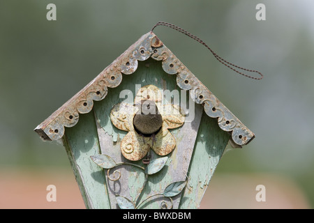 Troglodyte familier (Troglodytes aedon) adulte, quitter, nichent dans le jardin nichoir, Dakota du Nord, États-Unis d'Amérique juin Banque D'Images