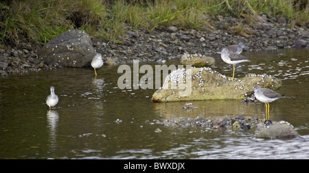 Grand Chevalier (Tringa melanoleuca) adultes, debout dans l'estuaire de la rivière Banque D'Images