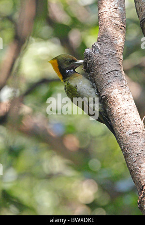 Plus Yellownape (Picus flavinucha) femelle adulte, l'alimentation, s'accrochant à tronc d'arbre, Katmandou, Népal, février Banque D'Images