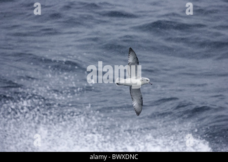 Le sud du Fulmar (Fulmarus glacialoides), adultes en vol au dessus de la mer et de pulvérisation de neige, l'Antarctique Banque D'Images