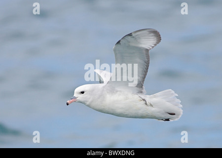 Le sud du Fulmar (Fulmarus glacialoides), adultes en vol au-dessus de la mer, Kaikoura, Nouvelle-Zélande, novembre Banque D'Images