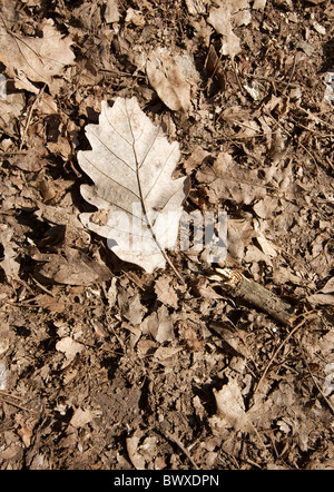 Parties de feuille sèche, tombé sur le sol forestier Banque D'Images
