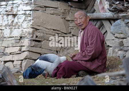 Hibou blanc-phesant (Crossoptilon crossoptilon) adulte, être nourris par le moine bouddhiste, Zhuo Ke Temple, près de Maerkang, Sichuan, Chine, novembre Banque D'Images