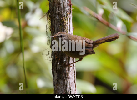 Bush Sunda (Cettia vulcania oreophila) mâle adulte, perché sur le tronc de l'arbre, Crocker Range N.P., Sabah, Bornéo, Malaisie, janvier Banque D'Images