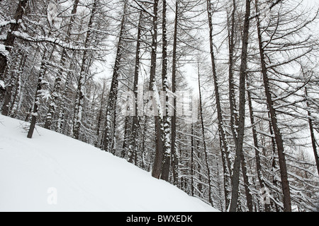 Forêt d'hiver avec beaucoup de neige fraîche Banque D'Images