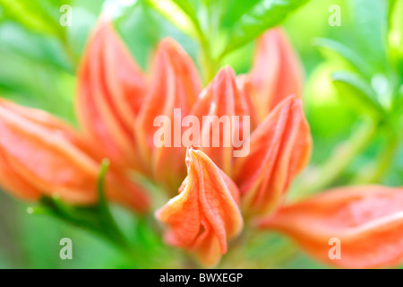 Belle azalée orange bourgeons, en harmonie avec la nature Photographie JABP Jane-Ann Butler884 Banque D'Images