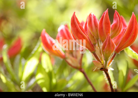 Belle azalée orange bourgeons, en harmonie avec la nature Photographie JABP Jane-Ann Butler882 Banque D'Images