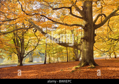 Bois de hêtre en automne, Virginia Water, Surrey, UK Banque D'Images