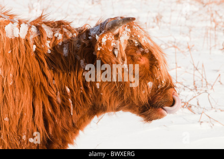 Highland cattle grazing off Kirkstone Pass dans le Lake District, UK. Banque D'Images