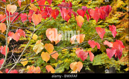 Les feuilles d'automne de Cercis canadensis Nom commun Forest Pansy Banque D'Images