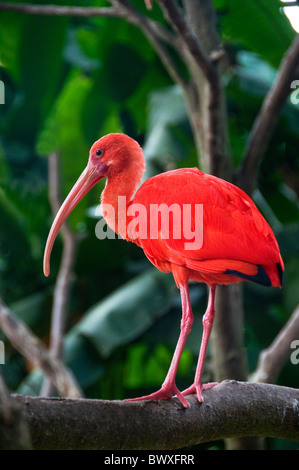 Ibis rouge perché sur une branche Banque D'Images