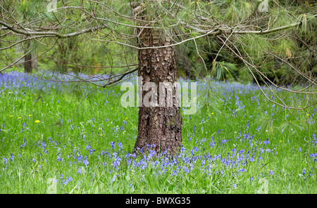 Jacinthes sauvages couvrir le sol entre les arbres à Westonbirt Arboretum neat Tetbury dans Gloucestershire Banque D'Images
