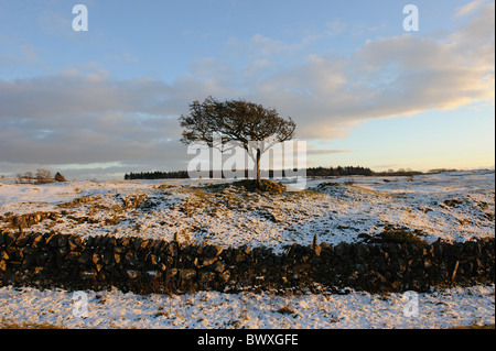 Seul arbre dans les champs gelés, Galloway, Scotland Banque D'Images