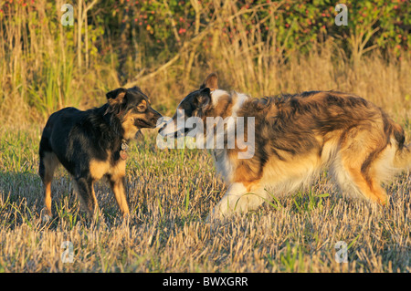 Sheppard australienne et chiens colley à jouer ensemble Banque D'Images