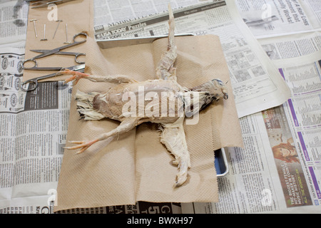 8e année d'étudiants en sciences animales effectuer la dissection sur des pigeons au Kealing Middle School à Austin, Texas Banque D'Images