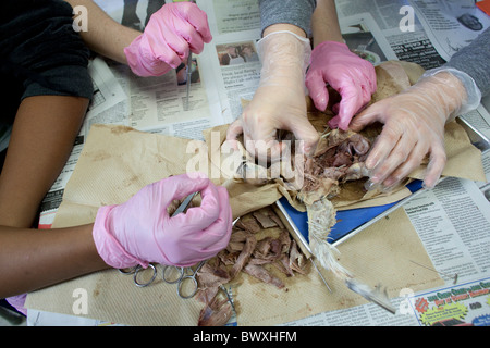 8e année d'étudiants en sciences animales effectuer la dissection sur des pigeons au Kealing Middle School à Austin, Texas Banque D'Images