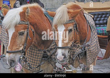 Les chevaux du chariot avec des tapis en attente de touristes en hiver dans la vieille ville, Salzbourg, Autriche Banque D'Images