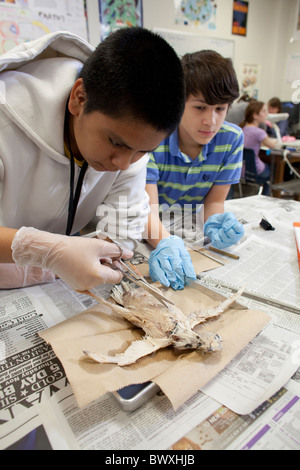 8e année d'étudiants en sciences animales effectuer les dissections sur des pigeons au Kealing Middle School à Austin, Texas Banque D'Images