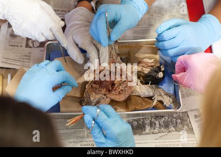 8e année d'étudiants en sciences animales effectuer les dissections sur des pigeons au Kealing Middle School à Austin, Texas Banque D'Images