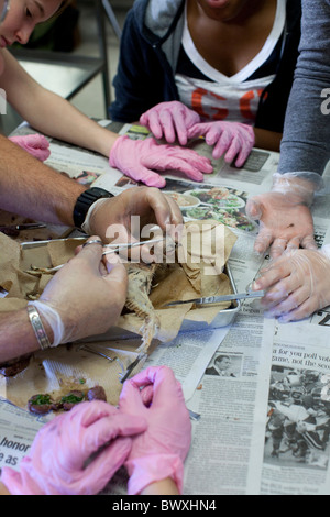 8e année d'étudiants en sciences animales effectuer les dissections sur des pigeons au Kealing Middle School à Austin, Texas Banque D'Images