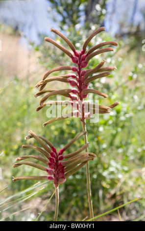 Emblème d'État Kangaroo paw Anigozanthus mangelsii wildflower de plus en plus l'Australie à King's Park Perth Western Australia Banque D'Images