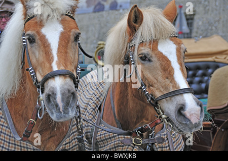 Les chevaux du chariot avec des tapis en attente de touristes en hiver dans la vieille ville, Salzbourg, Autriche Banque D'Images