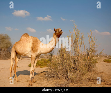 Un chameau dans le désert Banque D'Images