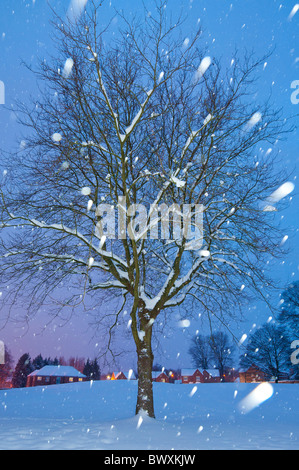 Arbre d'hiver dans la nuit avec flocons de neige Banque D'Images