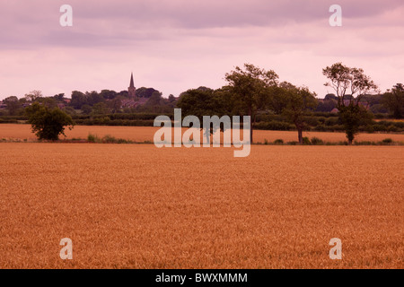 Le site que l'on croit maintenant être où la bataille de Bosworth a eu lieu en 1485, à l'égard Cranves-sales Leicestershire Banque D'Images