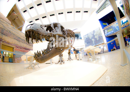 Tyrannosaurus rex sculpture en musée d'histoire naturelle Banque D'Images