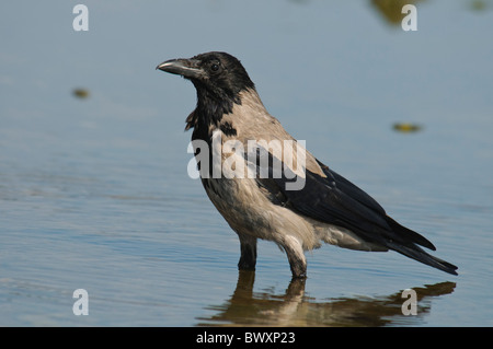 Hooded Crow Corvus cornix debout dans une eau peu profonde Banque D'Images