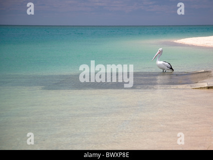 Australian pelican Pelecanus conspicillatus sur une jetée à Monkey Mia par les eaux turquoise de la baie Shark en Australie occidentale Banque D'Images