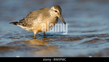 Bécasseau maubèche Calidris canutus dans l'eau d'alimentation Banque D'Images