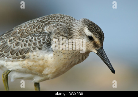 Bécasseau maubèche Calidris canutus Banque D'Images