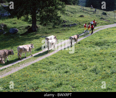 La tradition du folklore alpages alp ascenseur Appenzell lieu vaches agriculteurs promotion modèle ne libération sw Banque D'Images