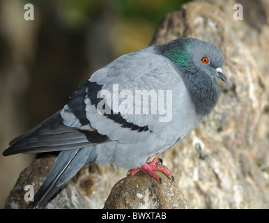 Pigeon biset Columba livia sur une falaise Banque D'Images