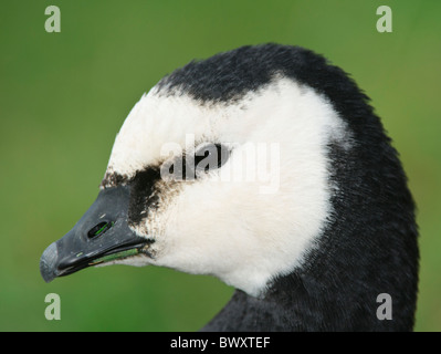 Bernache nonnette Branta leucopsis head Banque D'Images