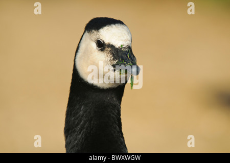 Bernache nonnette Branta leucopsis head Banque D'Images