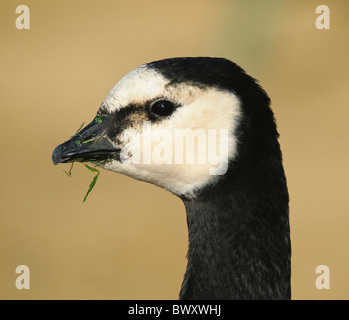 Bernache nonnette Branta leucopsis head Banque D'Images