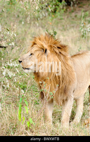 Un lion mâle à crinière dans le Masai Mara au Kenya. Banque D'Images