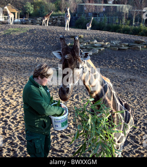 Dublin Zoo Keeper Helen Clarke rss Robin, alpha-mâle girafe, le Zoo de Dublin Banque D'Images