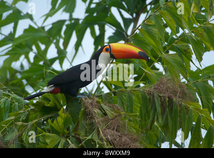 Tocu Toucan (Ramphastos tocu) attaquant nids , Jardim d' Amazonie Ecolodge, Mato Grosso, Brésil Banque D'Images