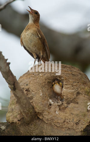 Le Fournier Roux (Furnarius rufus) permanent parent sur son nid avec les poussins à l'intérieur, le Pantanal, Mato Grosso, Brésil Banque D'Images