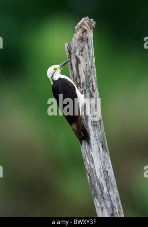 White Woodpecker (Melanerpes candidus) à la recherche d'insectes sur les arbres en décomposition, le Pantanal, Mato Grosso, Brésil Banque D'Images