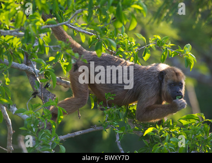 Singe hurleur noir (Alouatta caraya) femelle se nourrissant dans un arbre, le Pantanal, Mato Grosso, Brésil Banque D'Images