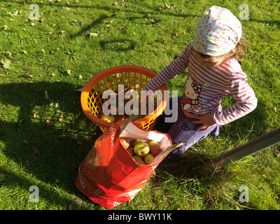 Girl Putting pommes dans leur sac après la préparation d'un arbre dans le jardin de l'Angleterre Banque D'Images